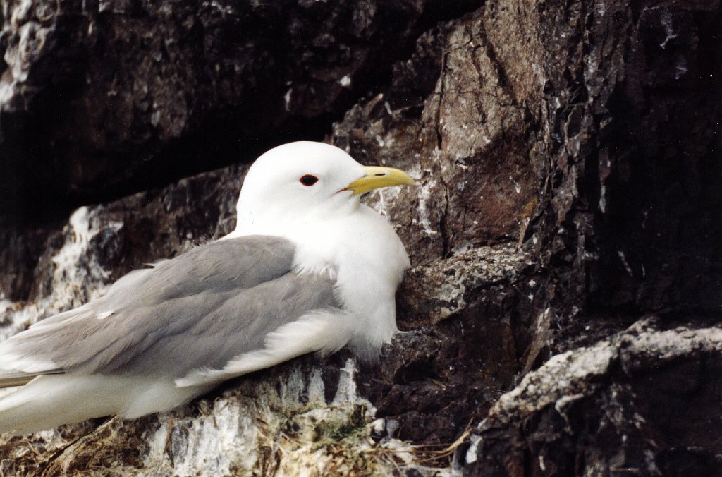 Kittiwake, Black-legged, Homer, AK, 1999-06, B07P57I01.jpg - Black-legged Kittiwake